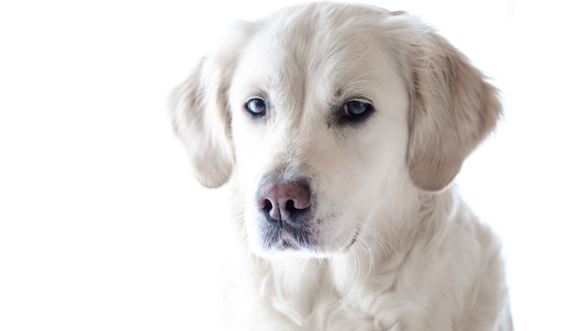 Retriever Puppy Dog